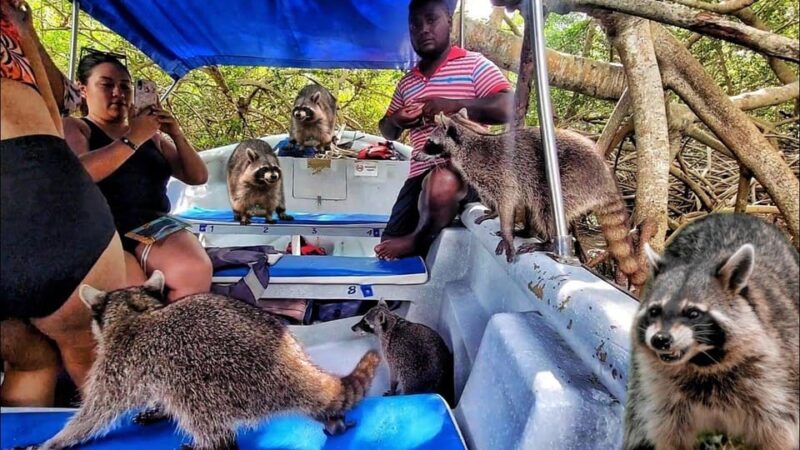 Cartagena: Raccoon Island Snorkel & Mangrove + Photo and Lunch - Pickup and Transportation Details