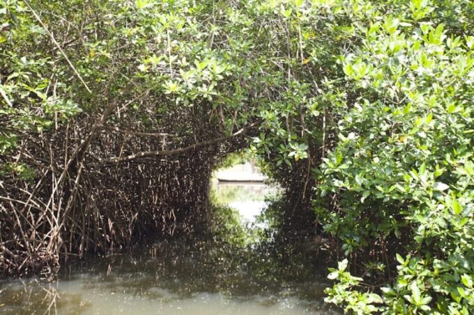 Cartagena: Raccoon Island Snorkel & Mangrove + Photo and Lunch - Frequently Asked Questions