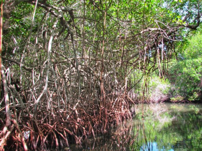 Cartagena: Rosario Island and Mangroves Private Day Trip - What to Expect