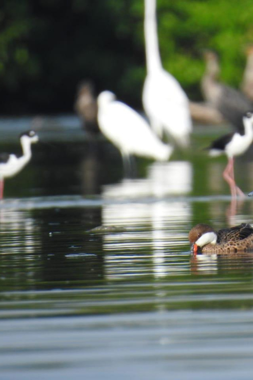 Cartagena: Sail in the Mangrove in a Canoe GUIDE in ENGLISH - Guided Experience and Discussions