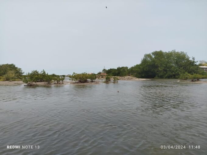 Cartagena: Sail in the Mangrove in a Canoe GUIDE in ENGLISH - Transportation Choices