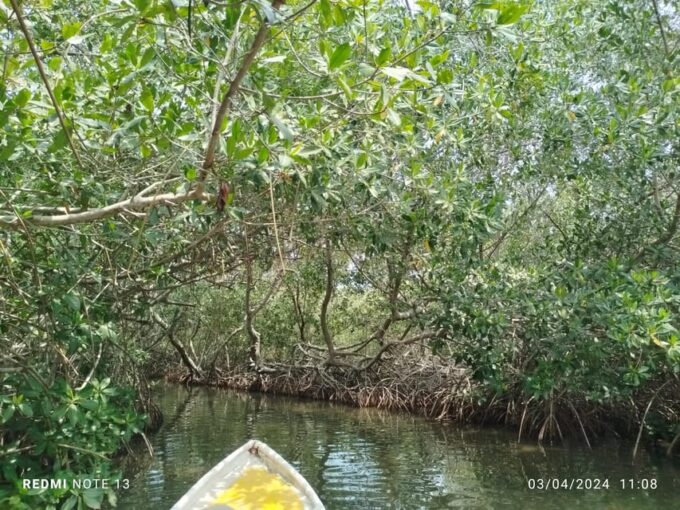 Cartagena: Sail in the Mangrove in a Canoe GUIDE in ENGLISH - Additional Information