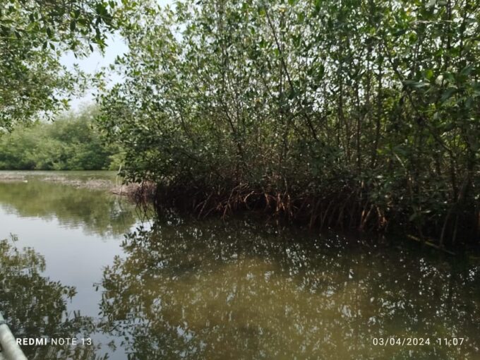 Cartagena: Sail in the Mangrove in a Canoe GUIDE in ENGLISH - Itinerary Availability