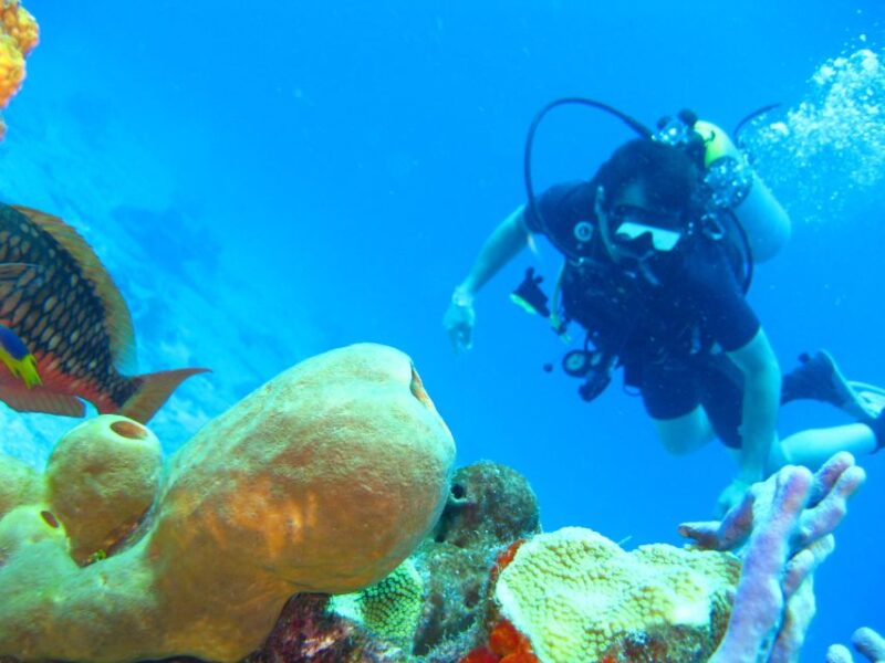 Cartagena: Scuba Diving Day Trip at Playa Blanca With Lunch - Itinerary and Timings