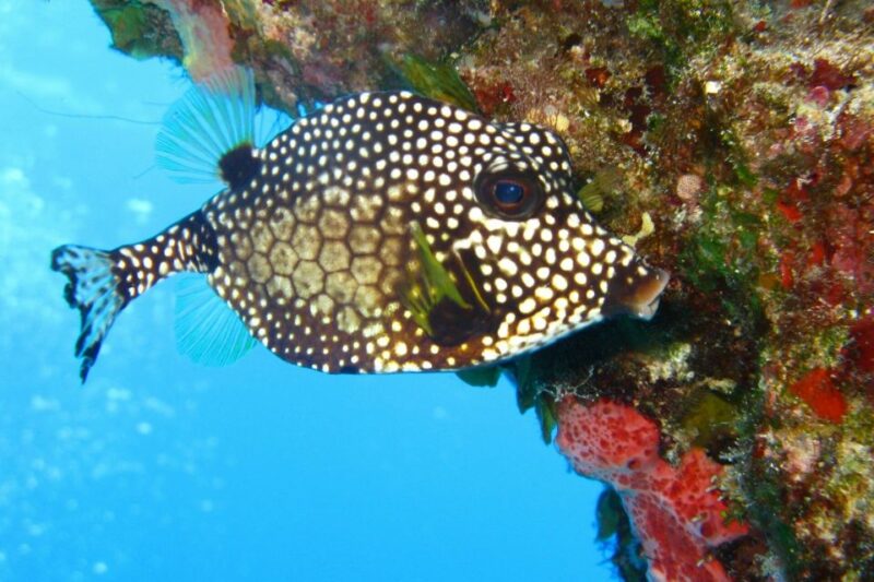 Cartagena: Scuba Diving Day Trip at Playa Blanca With Lunch - Diving Site and Activities