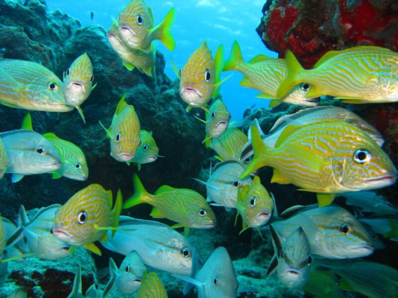 Cartagena: Scuba Diving Day Trip at Playa Blanca With Lunch - Inclusions and Exclusions