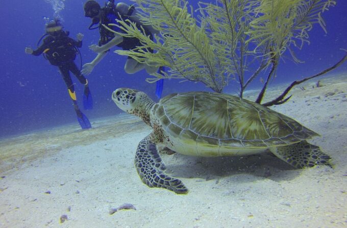 Cartagena: Scuba Diving Day Trip at Playa Blanca With Lunch - Customer Feedback and Ratings