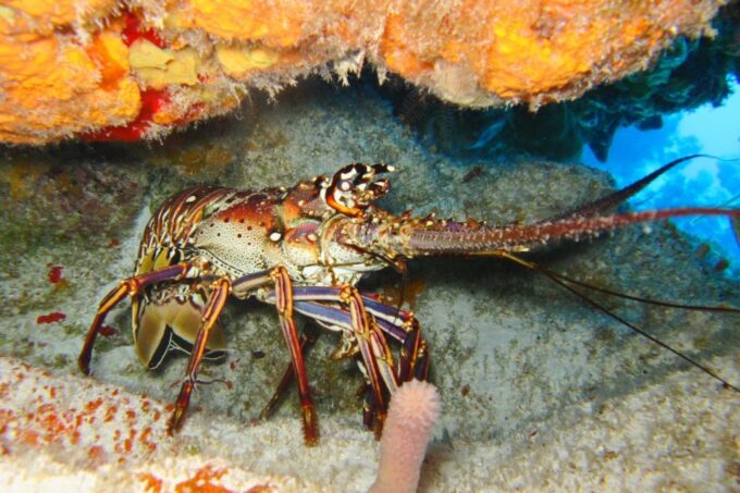 Cartagena: Scuba Diving Day Trip at Playa Blanca With Lunch - Frequently Asked Questions
