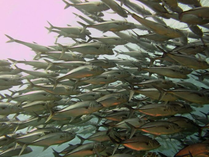 Cartagena: Scuba Diving Day Trip at Playa Blanca With Lunch - Customer Feedback and Ratings