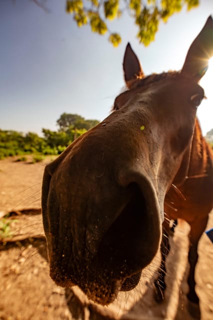 Cartagena, Tierra Bomba Island Horse Treks - Lunch at Blue Apple Beach