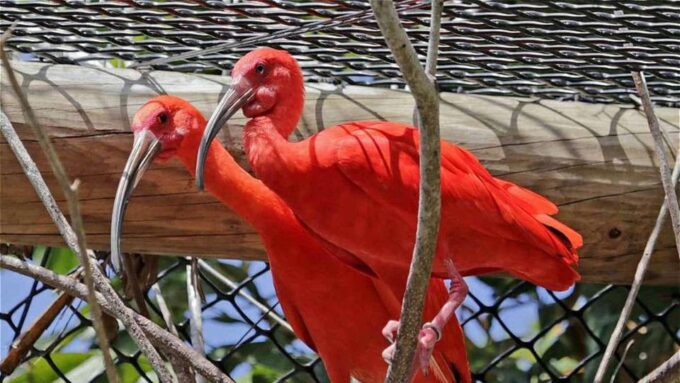 Cartagena to National Aviary and Back Private Transfer - Cancellation Policy