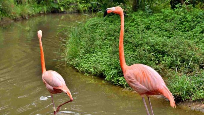 Cartagena to National Aviary and Back Private Transfer - Contact Information