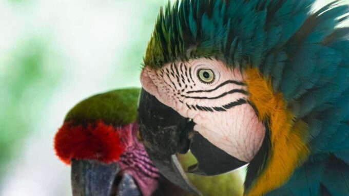Cartagena to National Aviary and Back Private Transfer - Frequently Asked Questions