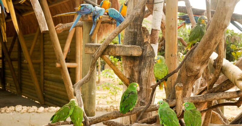 Cartagena to National Aviary Excursion - Conservation and Research