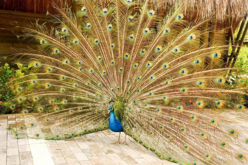 Cartagena to National Aviary Excursion - Cancellation and Payment