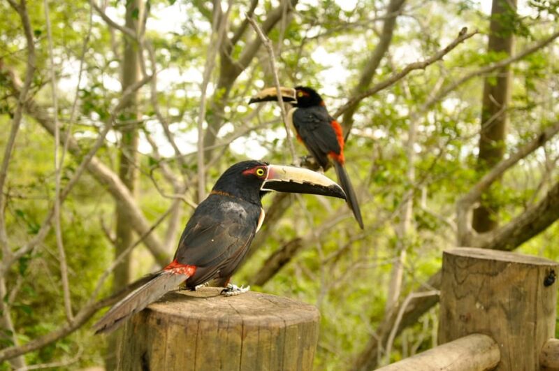 Cartagena to National Aviary Excursion - What to Bring