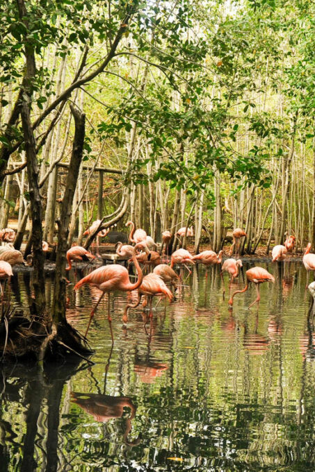 Cartagena to National Aviary Excursion - Recap
