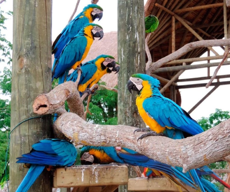 Cartagena: Transport to the Aviary on the Island of Barú - Key Points