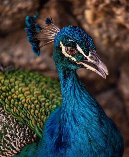 Cartagena: Transport to the Aviary on the Island of Barú - Recommended Packing
