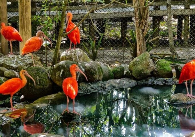 Cartagena: Transport to the Aviary on the Island of Barú - Scheduling Guidance