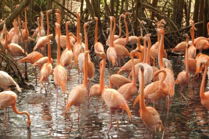 Cartagena: Transport to the Aviary on the Island of Barú - Cancellation Policy