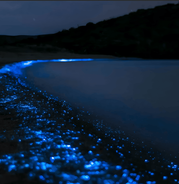 Cartagena: VIP Tour to Playa Tranquila With Snorkeling + Luminous Plankton - Activities Included