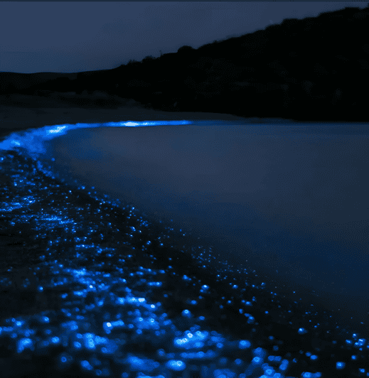 Cartagena: VIP Tour to Playa Tranquila With Snorkeling + Luminous Plankton - Booking and Availability