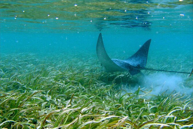 Cas Cay - Kayak Hike and Snorkel Adventure - Tour Details