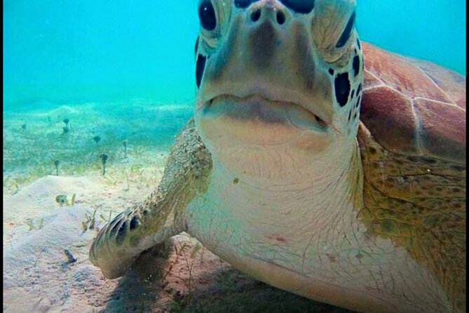 Cas Cay - Kayak Hike and Snorkel Adventure - Wildlife and Nature