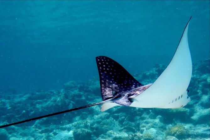 Cas Cay - Kayak Hike and Snorkel Adventure - Guided Expertise