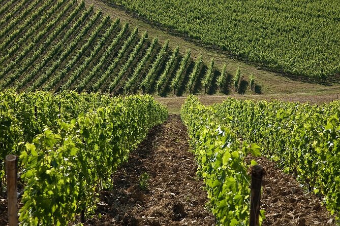 Casa Emma Wine Tasting - Reviews and Feedback