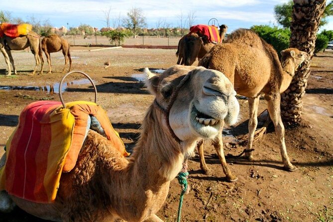 Casablanca Layover Private Tour to Marrakech With Airport Round-Trip Transfer - Transportation and Logistics