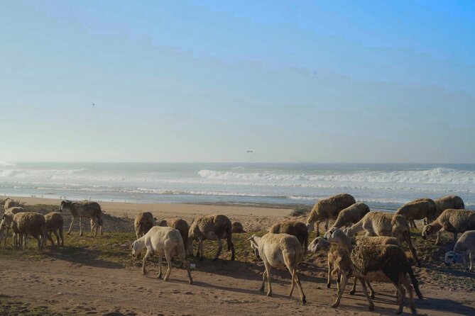 Casablanca to El Jadida Private Day Trip With Azemmour Excursion - Meeting and Pickup Details