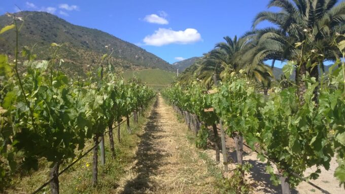 Casablanca Valley: Full-Day Private Wine Tour - What to Expect