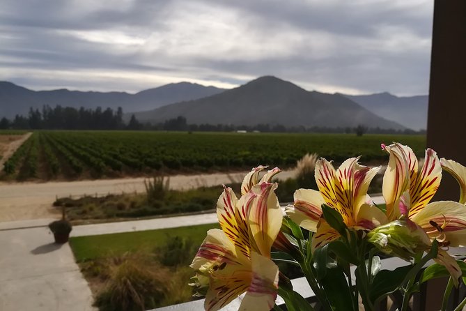 Casablanca Valley - Visit 4 Wineries Lunch Stop Tanino Restaurant - Enjoy Lunch at Tanino Restaurant