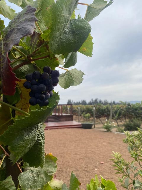 Casablanca Valley Wine Experience - Customer Feedback and Experience