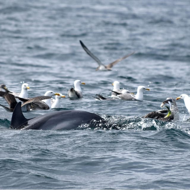 Cascais: Dolphin Watching Speedboat Tour - Experience and Itinerary