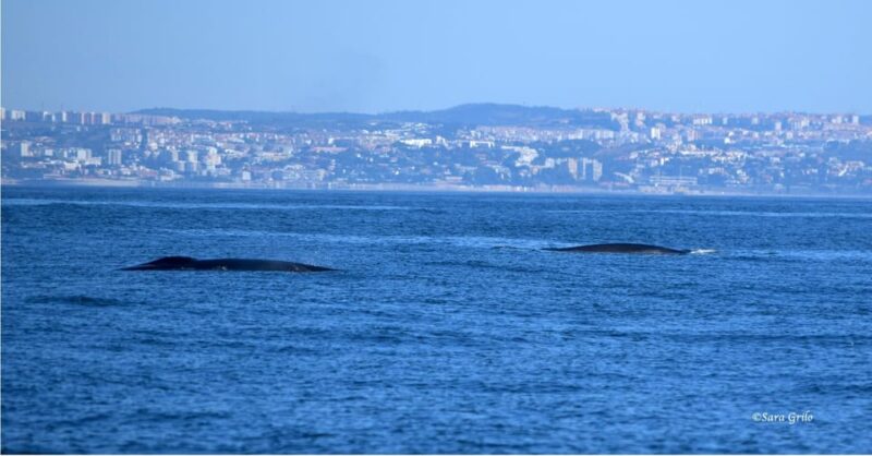 Cascais: Dolphin Watching Speedboat Tour - Important Information
