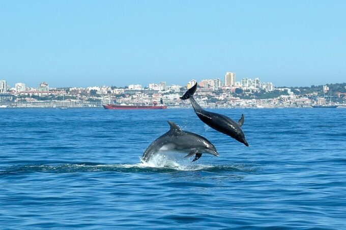 Cascais: Dolphin Watching Speedboat Tour - Meeting Point and Departure