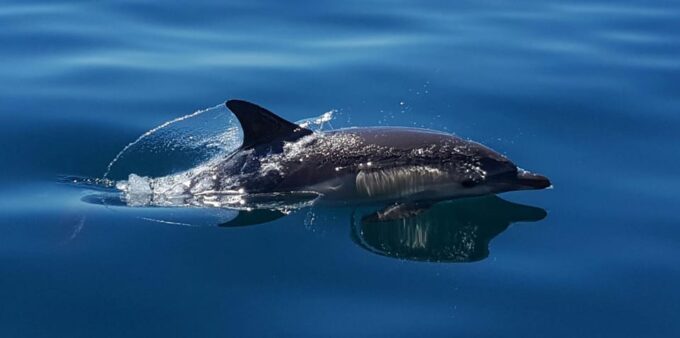 Cascais: Dolphin Watching Speedboat Tour - Seasonal Variations