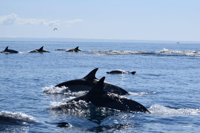 Cascais: Dolphin Watching Speedboat Tour - Frequently Asked Questions