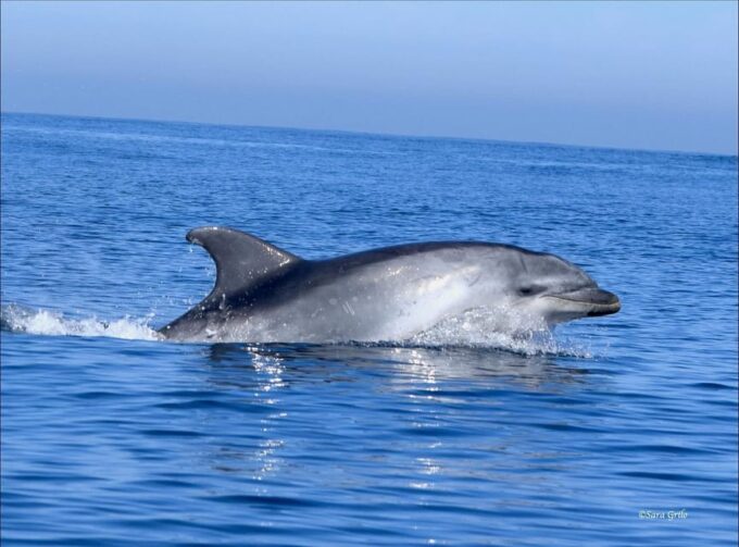 Cascais: Dolphin Watching Speedboat Tour - Recap