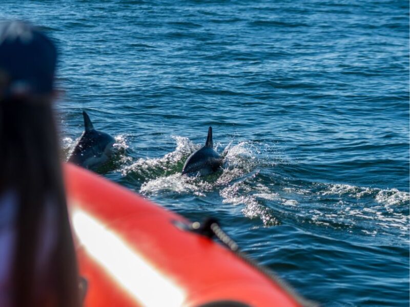 Cascais: Dolphin Watching Tour - Inclusions and Restrictions