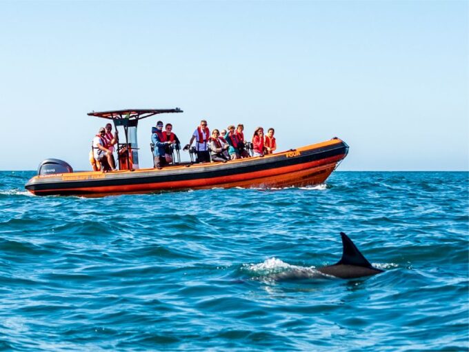 Cascais: Dolphin Watching Tour - Customer Feedback