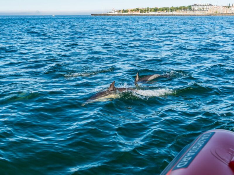 Cascais: Dolphin Watching Tour - Experience Highlights
