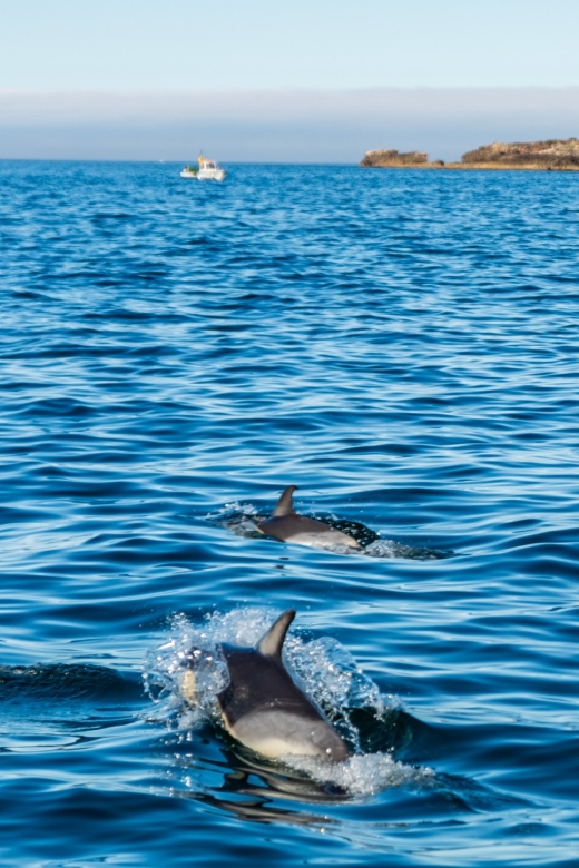 Cascais: Dolphin Watching Tour - Tour Details