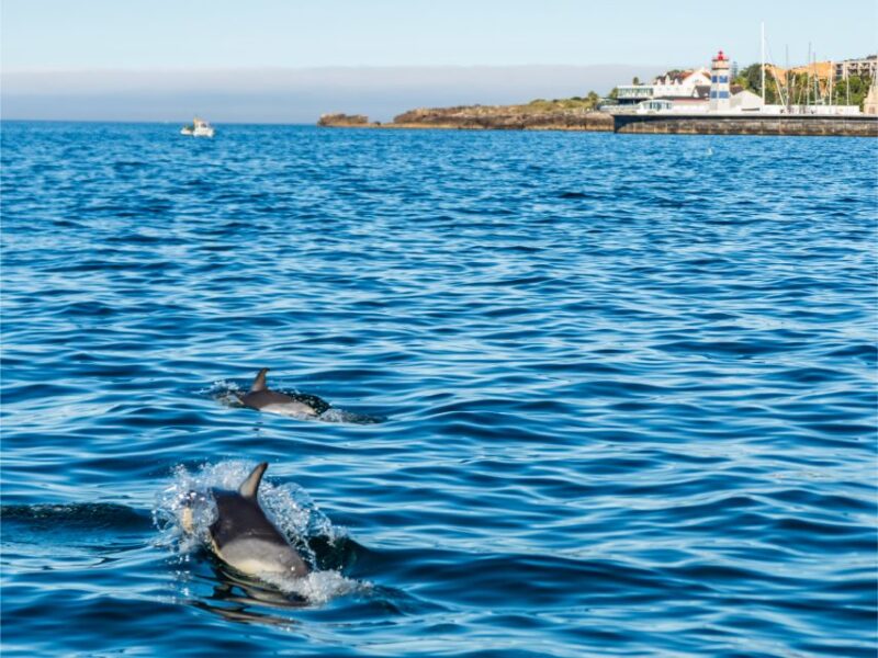 Cascais: Dolphin Watching Tour - Important Information