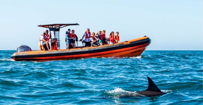 Cascais: Dolphin Watching Tour - Meeting Point