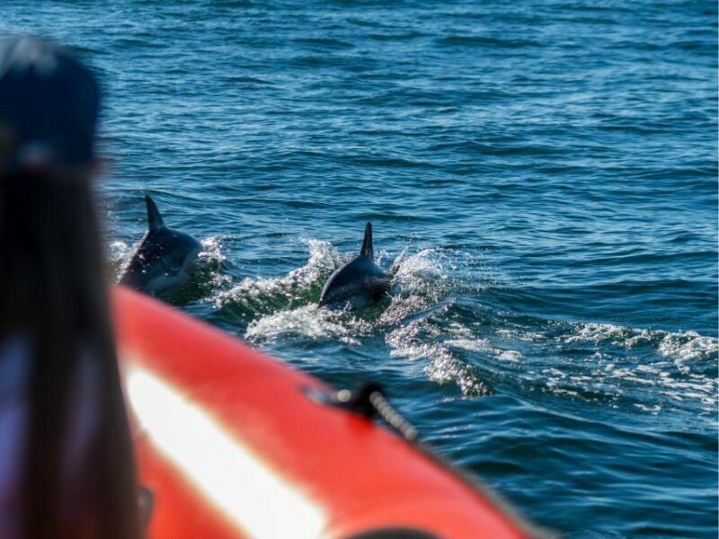 Cascais: Dolphin Watching Tour - Key Points