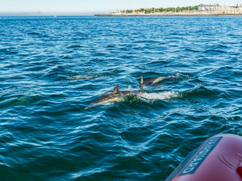 Cascais: Dolphin Watching Tour - Summary of Value and Who It’s Best For